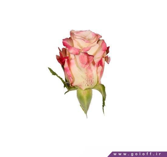 انواع گل رز - گل رز هلندی سزان - Rose | گل آف